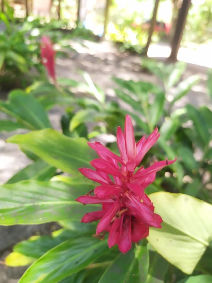Pousada Tamarindos Barra Grande  Eksteriør bilde